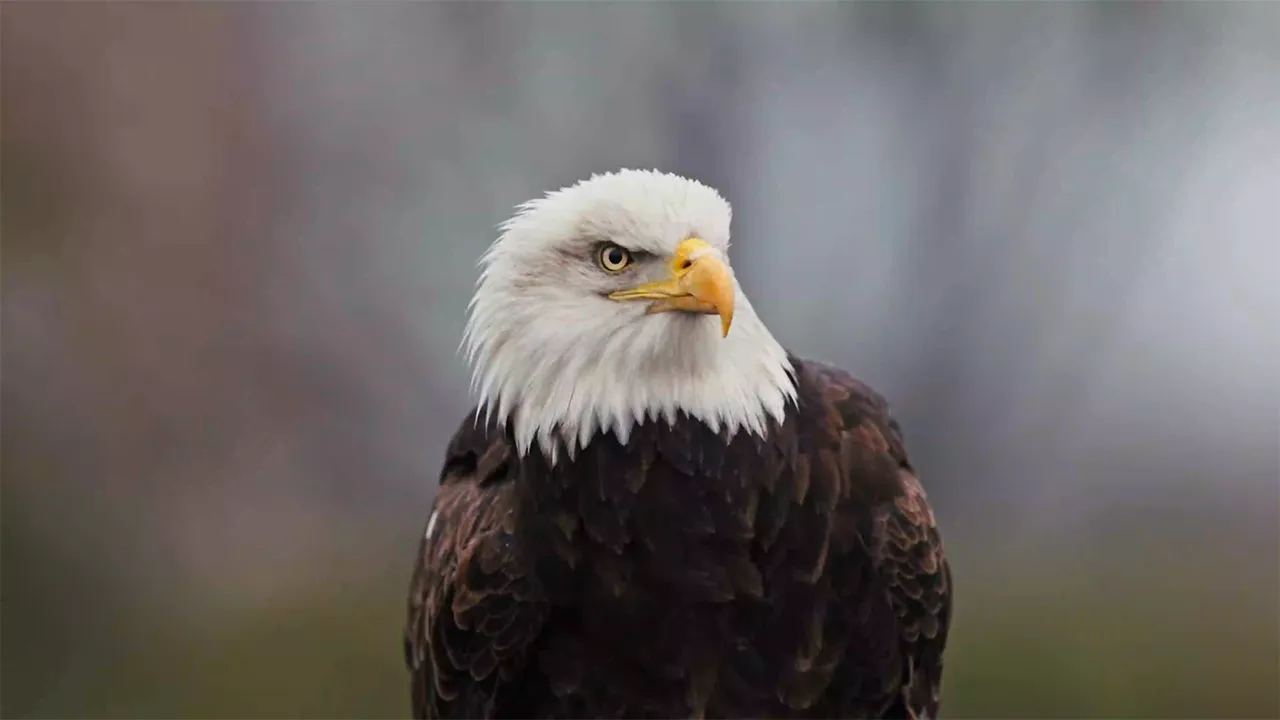 ForzaBuilt industrial adhesives, sealants and tapes manufacturing